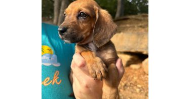Chiweenie puppies