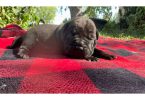 Cute and cuddly Bull-Pei Puppies
