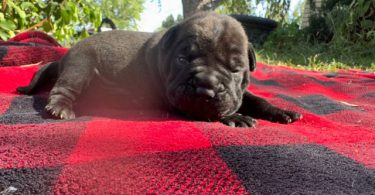 Cute and cuddly Bull-Pei Puppies