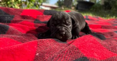 Cute and cuddly Bull-Pei Puppies