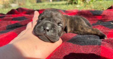 Cute and cuddly Bull-Pei Puppies