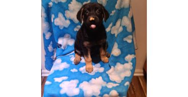 Shepsky $100