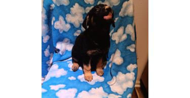 Shepsky $100