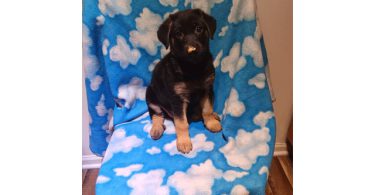 Shepsky $100