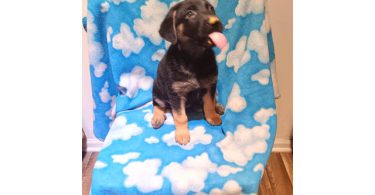 Shepsky $100