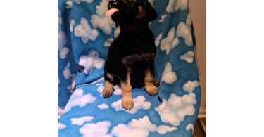 Shepsky $100