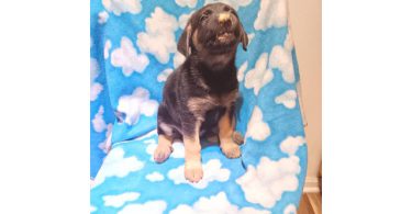 Shepsky $100