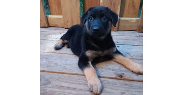 Shepsky $100