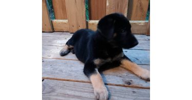 Shepsky $100