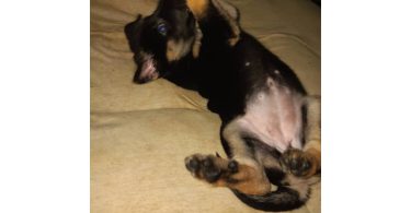 Shepsky $100