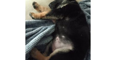 Shepsky $100