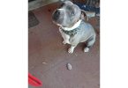 Bluenose Gotti bully pup