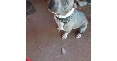 Bluenose Gotti bully pup