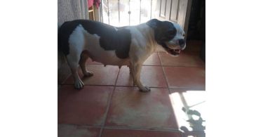 Bluenose Gotti bully pup