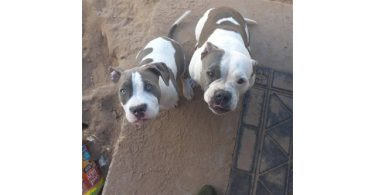 Bluenose Gotti bully pup