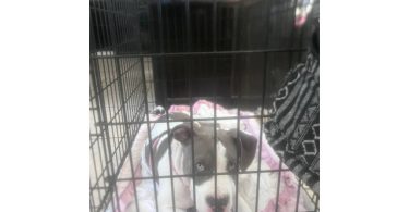 Bluenose Gotti bully pup