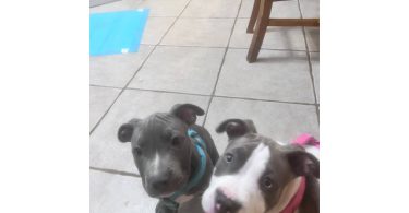 Bluenose Gotti bully pup