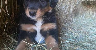 Small dogs