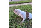 American Bulldog puppy for sale