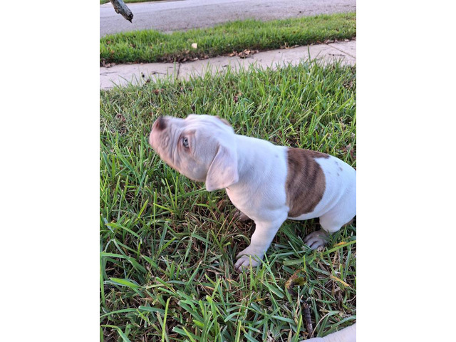 American Bulldog puppy for sale