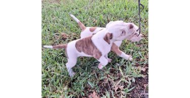 American Bulldog puppy for sale