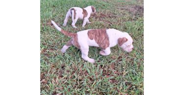 American Bulldog puppy for sale