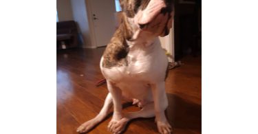 American Bulldog puppy for sale