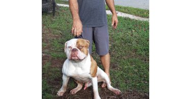 American Bulldog puppy for sale