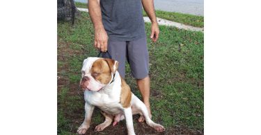 American Bulldog puppy for sale