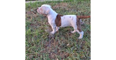 American Bulldog puppy for sale