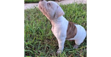 American Bulldog puppy for sale