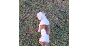 American Bulldog puppy for sale