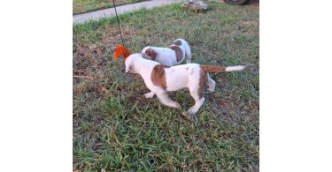 American Bulldog puppy for sale