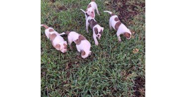 American Bulldog puppy for sale