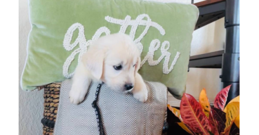 AKC Golden Retriever puppies for sale