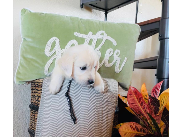 AKC Golden Retriever puppies for sale