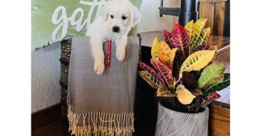 AKC Golden Retriever puppies for sale