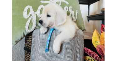 AKC Golden Retriever puppies for sale