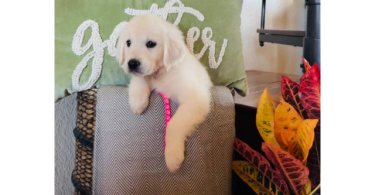AKC Golden Retriever puppies for sale