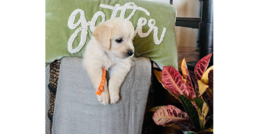 AKC Golden Retriever puppies for sale