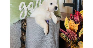 AKC Golden Retriever puppies for sale