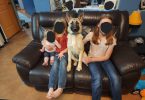 German Shepherd Akita Cross