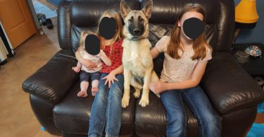 German Shepherd Akita Cross