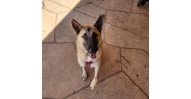 German Shepherd Akita Cross