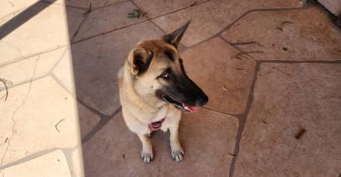 German Shepherd Akita Cross