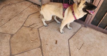 German Shepherd Akita Cross