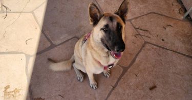German Shepherd Akita Cross