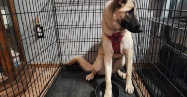 German Shepherd Akita Cross