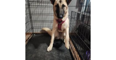 German Shepherd Akita Cross