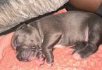 XL bluenose pitbulls